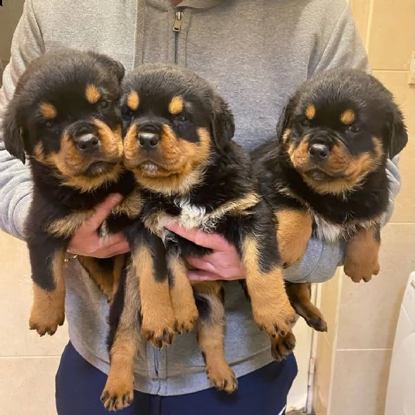 cuccioli di rottweiler in adozione | Foto 2