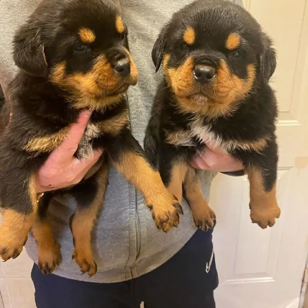 cuccioli di rottweiler in adozione | Foto 1
