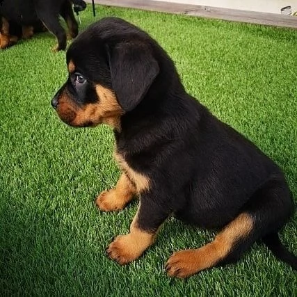 cuccioli di rottweiler in adozione | Foto 0