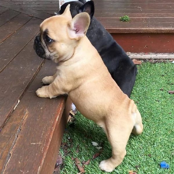 cuccioli di bulldog francese in adozione | Foto 2