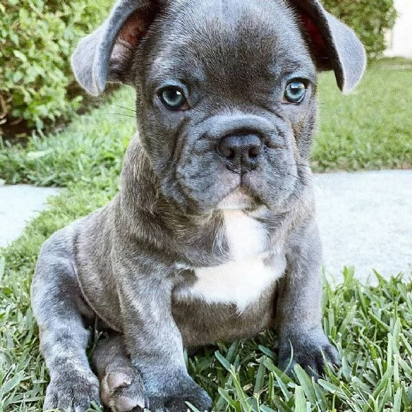 cuccioli di bulldog francese in adozione | Foto 1
