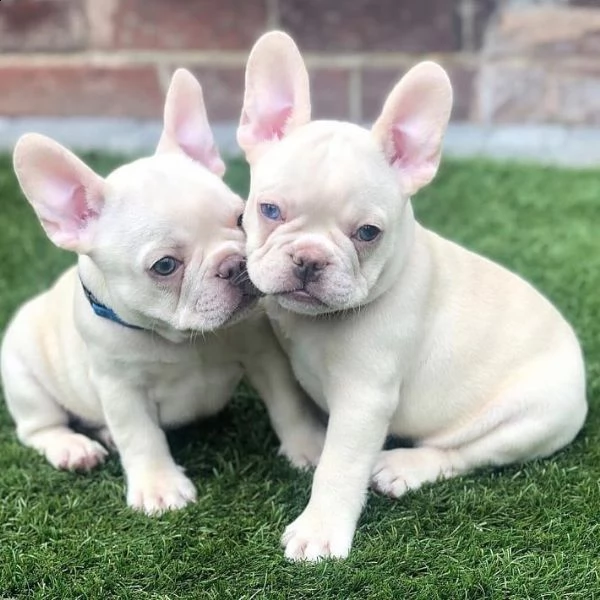 cuccioli di bulldog francese in adozione