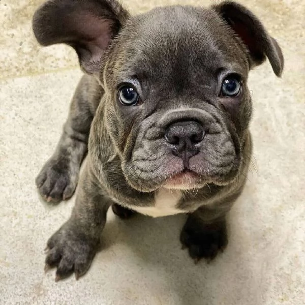 cuccioli di bulldog francese in adozione | Foto 0