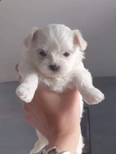 maltesini miny