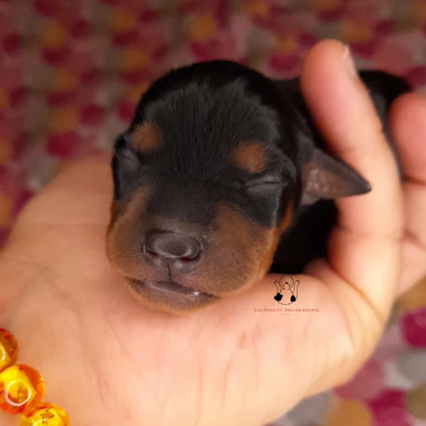 pinscher nano | Foto 2