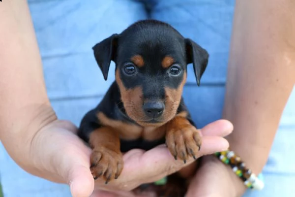 pinscher nano | Foto 1