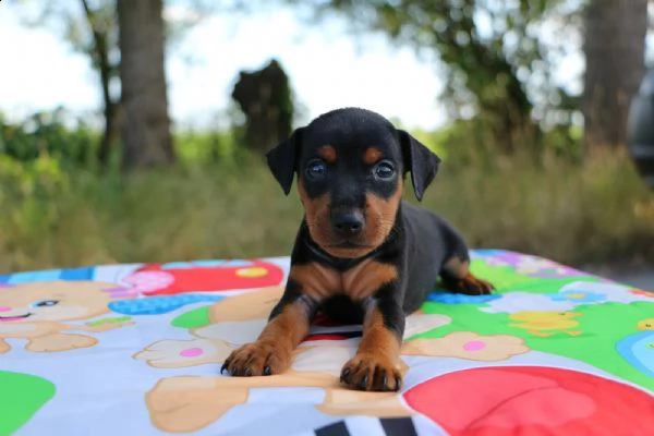 pinscher nano | Foto 0