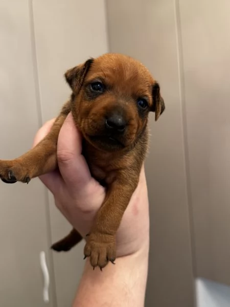 Pinscher nano