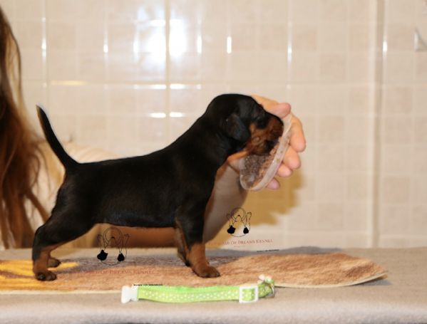 Pinscher nano | Foto 5