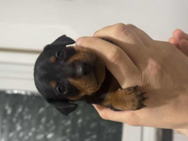 Pinscher nano | Foto 4