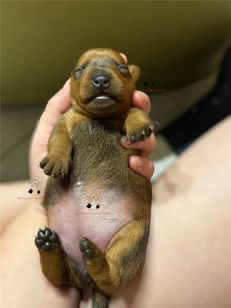 Pinscher nano | Foto 2