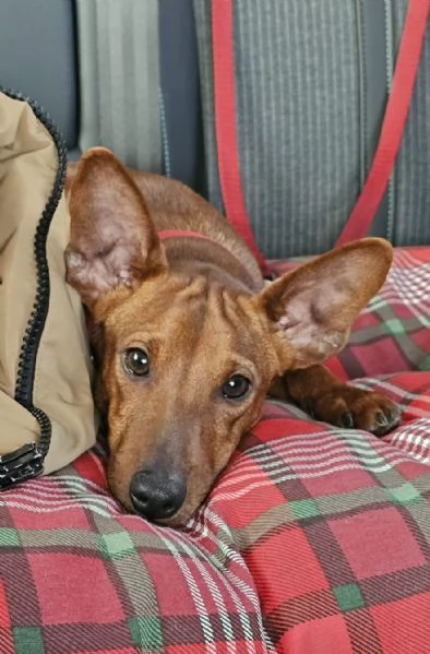 Pinscher nano