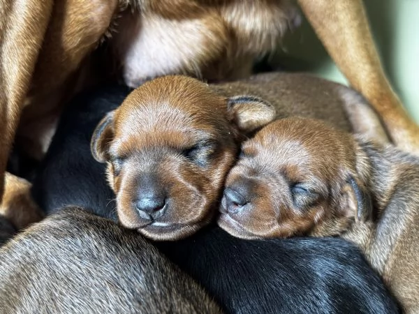 Pinscher nano | Foto 0