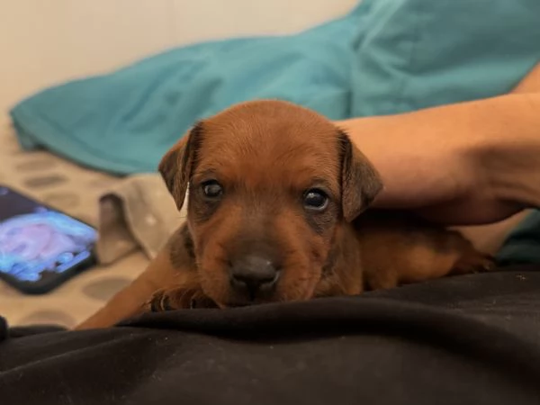 Pinscher nano