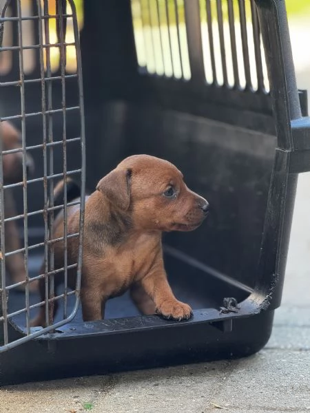 Pinscher nano | Foto 1