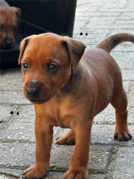 Pinscher nano