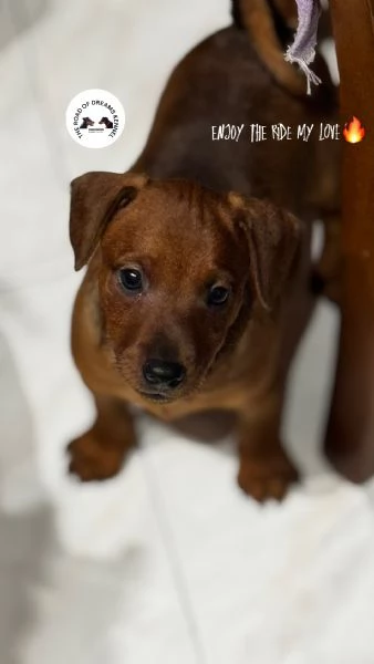 Pinscher nano | Foto 3