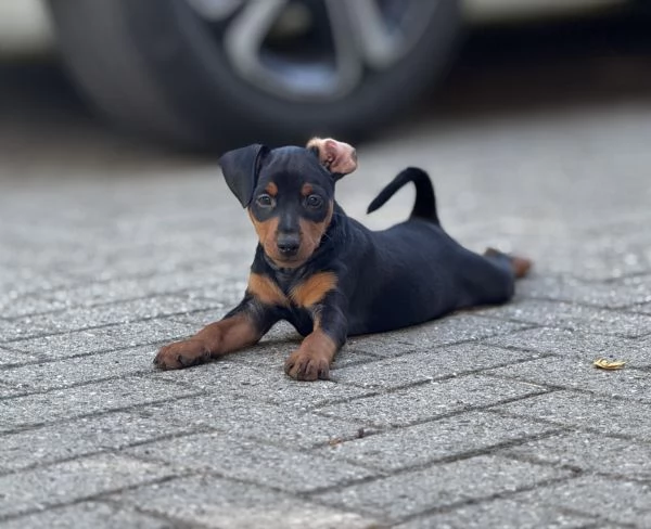 Pinscher nano | Foto 2