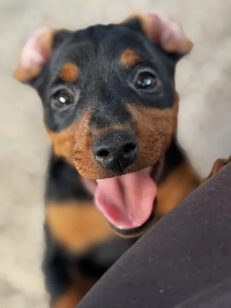 Pinscher nano | Foto 1