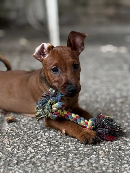 Pinscher nano | Foto 0