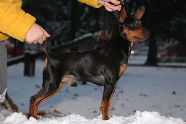 Pinscher nano