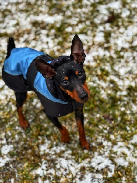 Pinscher nano | Foto 0