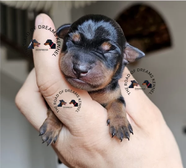 Zwergpinscher pinscher nano 