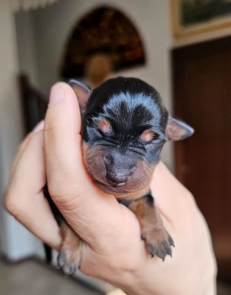 Pinscher nano zwergpinscher cuccioli | Foto 3