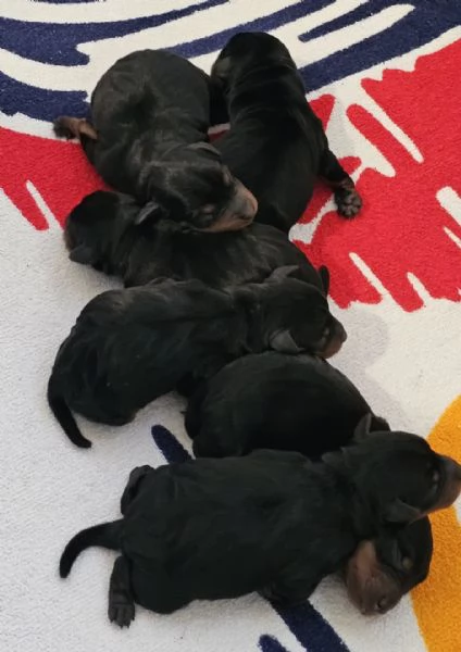 Pinscher nano zwergpinscher cuccioli | Foto 2