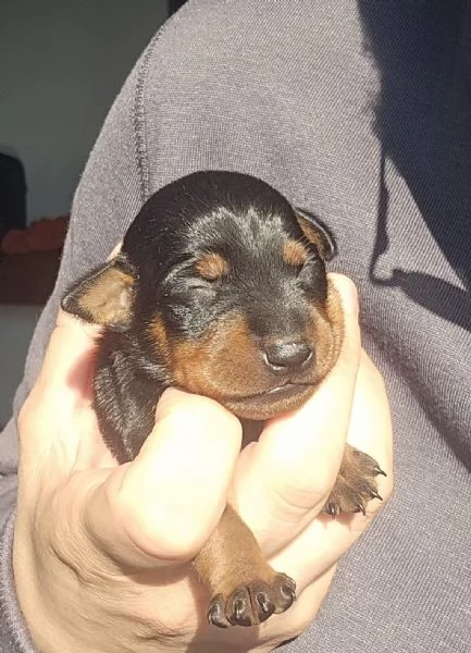 Pinscher nano zwergpinscher cuccioli | Foto 1