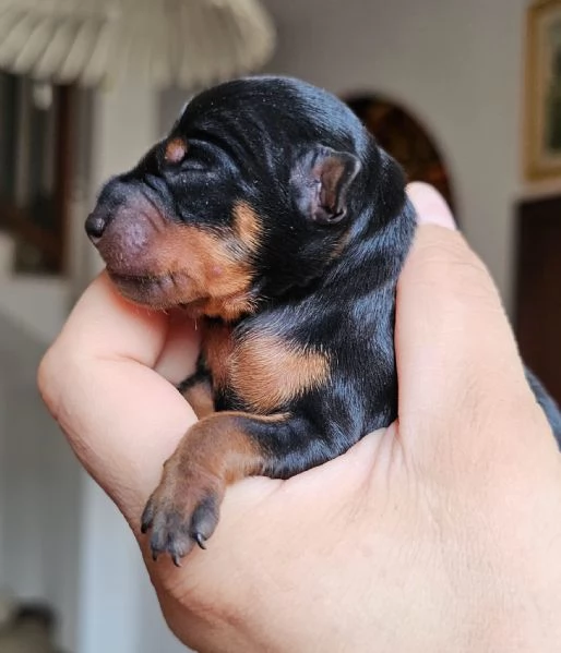 Pinscher nano zwergpinscher cuccioli | Foto 0