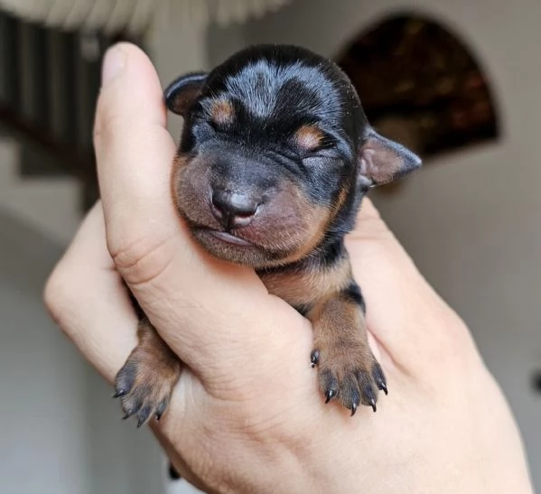 Pinscher nano zwergpinscher cuccioli