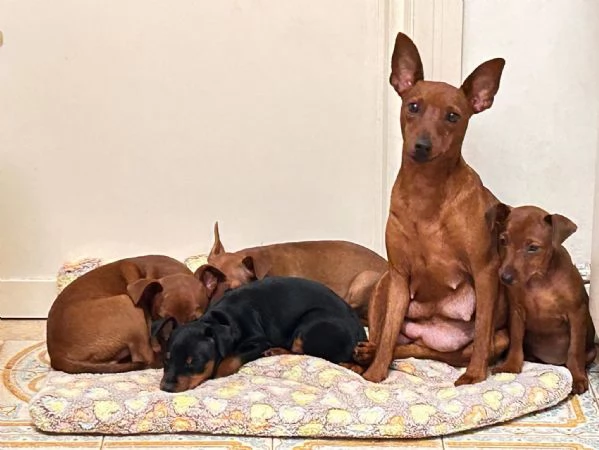 Pinscher nano