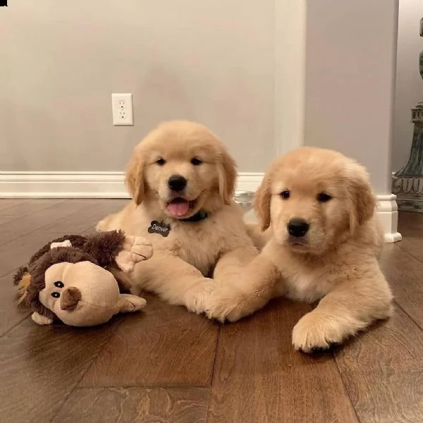 simpatici cuccioli di golden retriever maschi e femmine regalo  grazioso golden retriever maschio e