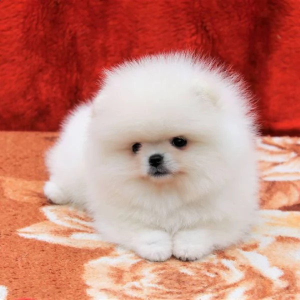 spitz nano tedesco chiamato pomerania