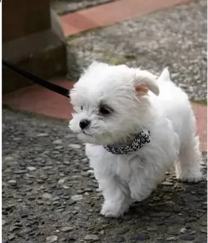 regslo cuccioli maltese toy | Foto 0