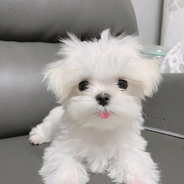 regslo cuccioli maltese toy