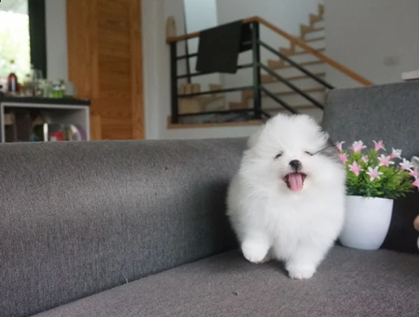 spiz tedesco volpino di pomerania nano | Foto 0