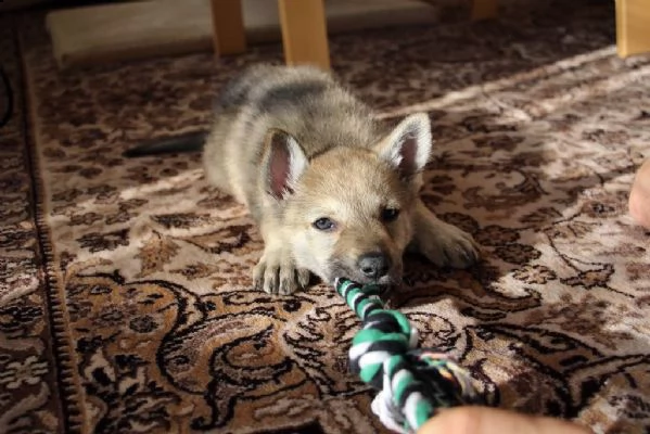 cuccioli cane lupo cecoslovacco | Foto 0