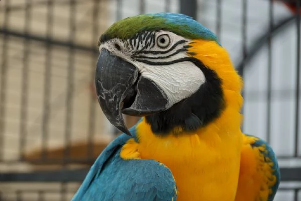 pappagallo ara araruana disponibile | Foto 2