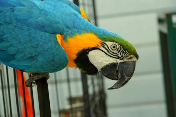 pappagallo ara araruana disponibile | Foto 1
