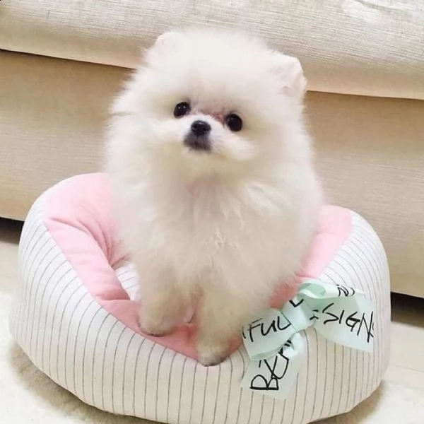 spitz nano di pomerania