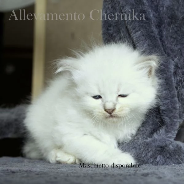 gattini siberiani neva masquerade con pedigree | Foto 4