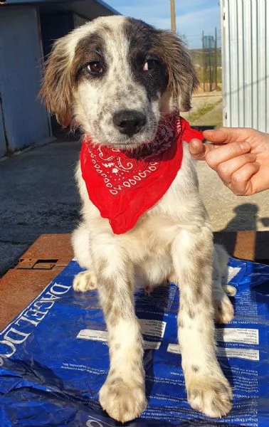 chiama per quegli occhioni tristiliamin canile | Foto 3