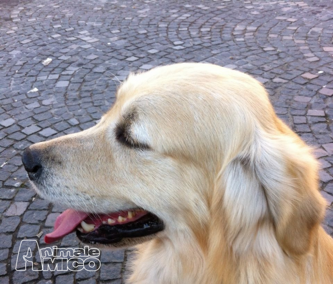 Regalo Golden Retriever Da Privato A Napoli Regalo Golden Retriever