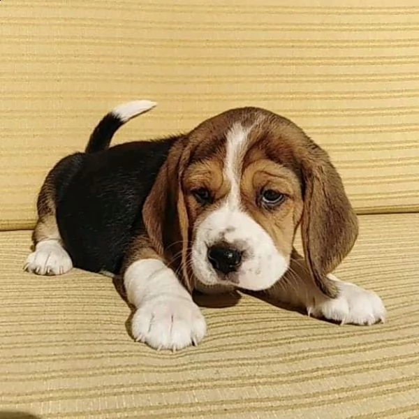 cuccioli di beagle 