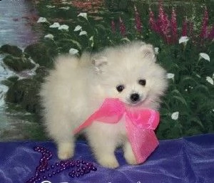 eccezionali cuccioli di pomerania occhi azzurri