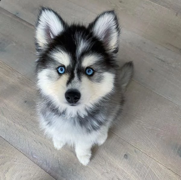 regalo cuccioli di razza siberiano husky consegna con il libretto sanitario  il michrochip vaccina