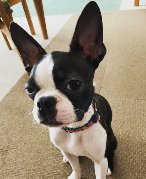 giocattolo di dimensioni regalo mini canile   boston terrier ho dei bellissimi cuccioli di boston te