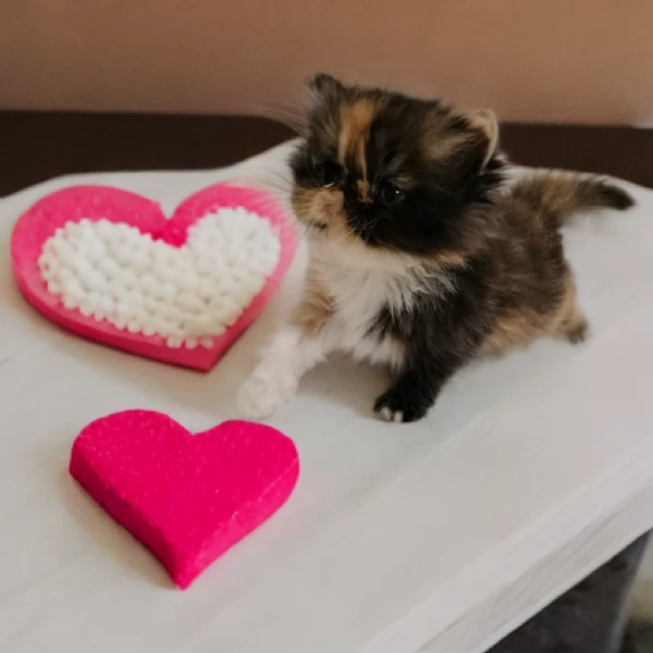 Cuccioli Persiani 